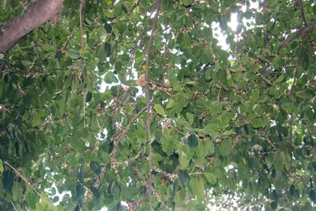 Mỗi năm sộp cho ra quả một lần: Ảnh C.T