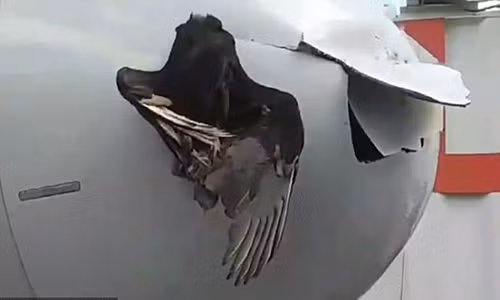 Bi con chim lon dam thung dau, may bay van ha canh an toan