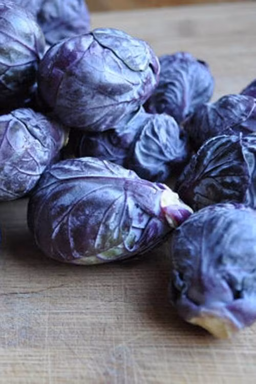9. Bắp cải tím tí hon Cải Bruxen là một loại cải trồng để ăn mầm, xuất hiện từ lâu ở Brussels, Bỉ. Những mầm cây trông chẳng khác gì những bắp cải tí hon với vị giòn giòn, mát mát được ưa chuộng ở nhiều nơi trên thế giới.