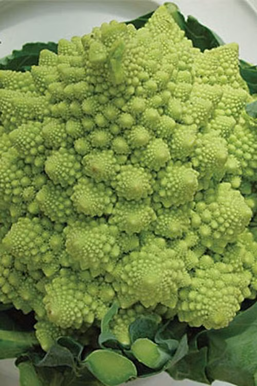 8. Súp lơ xoắn ốc Súp lơ xanh Romanesco cũng giống như các giống rau mùa thu hay mùa đông khác, chúng đều ưa thời tiết mát mẻ và có thể chịu được lạnh. Vì vậy, thời khắc giao giữa mùa hạ và mùa thu như hiện nay được xem là thời điểm thích hợp nhất để bạn có thể bắt đầu trồng loại rau hình xoắn ốc tuyệt đẹp này.