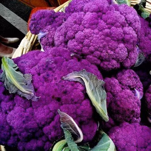 2. Súp lơ tím Súp lơ tím không chỉ đẹp mà còn chứa nhiều chất dinh dưỡng tốt cho sức khỏe. Súp lơ phát triển tốt vào ở các khu vực có khí hậu lạnh. Một gói 180 hạt có giá khoảng 120.000 đồng.