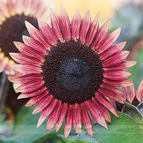 5. Hoa hướng dương hồng Loài hoa hướng về phía mặt trời bớt rực rỡ hơn nhưng vẫn vẹn nguyên vẻ đẹp với những cánh hoa màu hồng.