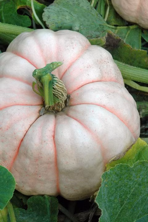 6. Bí ngô hồng Bí ngô hồng được biết đến như là bí ngô "búp bê bằng sứ". Hạt giống màu hồng pastel chỉ mới xuất hiện trong chiến dịch nâng cao nhận thức về ung thư vú.
