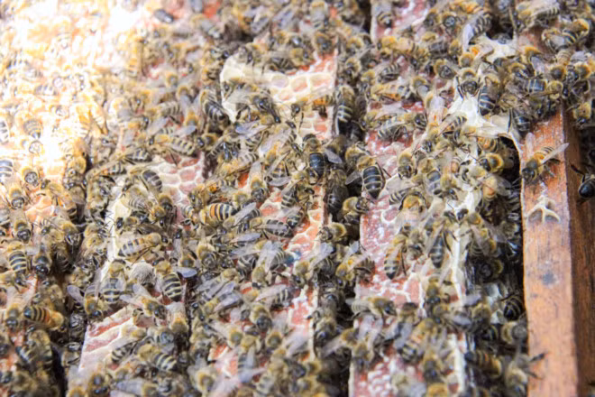 "Danh bai lat ngua" thu lai tram trieu voi nghe nuoi ong di cu-Hinh-3