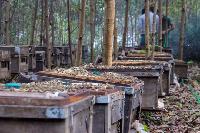 "Danh bai lat ngua" thu lai tram trieu voi nghe nuoi ong di cu