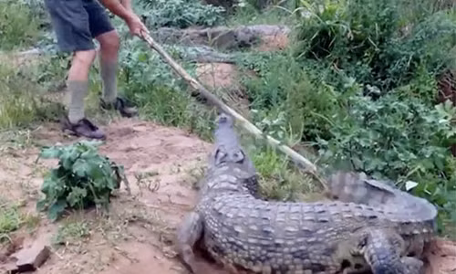 Chuyen gia ca sau cam gay choc ca sau khong lo va cai ket