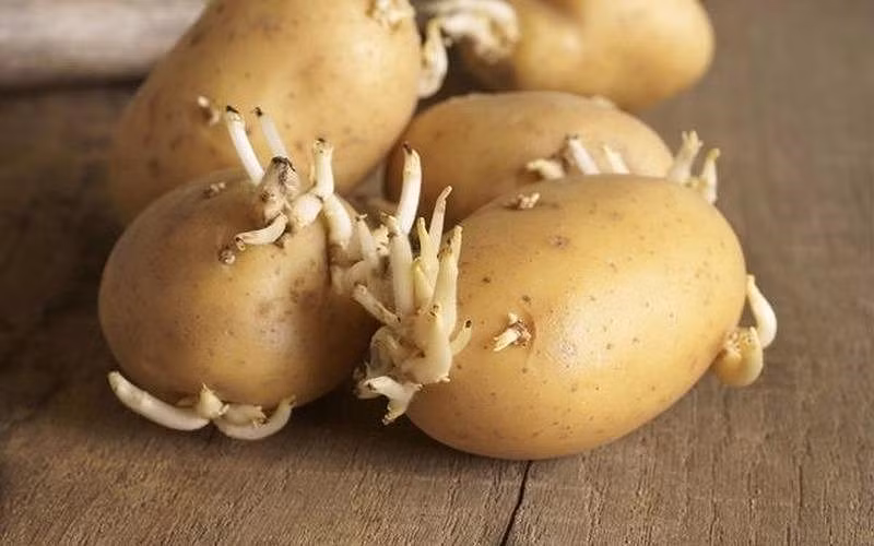 Khoai tây mọc mầm chứa các chất độc hại. Ảnh: Internet