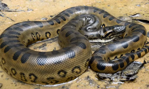 Bi an it biet ve loai tran 'chua te' lon nhat lich su Trai Dat