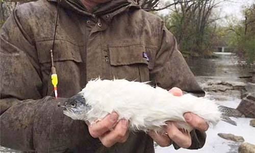 Giat minh loai "ca moc long" khien gioi khoa hoc "dau dau"