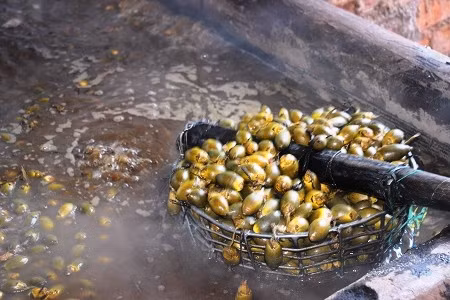 Trong khi đó, theo người dân địa phương cách đây khoảng 2 năm giá cau tại huyện An Lão hạ rất thấp, có lúc chỉ đạt 1.000 đồng/kg. Cau chín rụng đầy gốc, nhà vườn chờ mỏi mắt nhưng thương lái không thèm mua.Ảnh: D.T