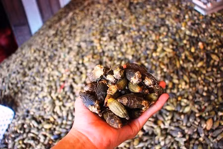 Sau khi sấy khô cau tiếp tục được lựa chọn, đóng bao chuyển sang thị trường Trung Quốc. Ảnh: D.T