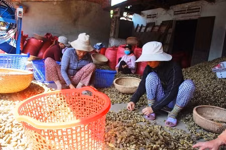 Nhiều chuyên gia nông nghiệp khuyến cáo người dân không nên trồng cau ồ ạt vì giá cau rất bấp bênh, rủi ro rất cao.Ảnh: D.T