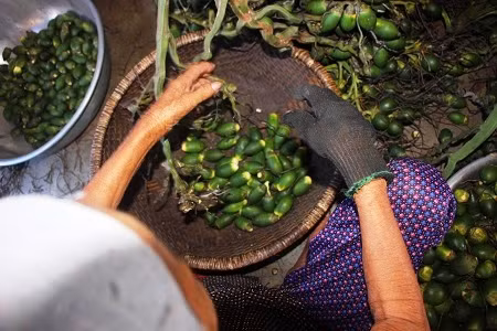 Theo ông Lê Văn Cư- Chủ một lò sấy cau, hiện tại nhu cầu thị trường Trung Quốc đang rất cần cau non vì vậy đã đẩy giá cau nội địa tăng đột biến. Ảnh: D.T