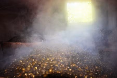 “Bình quân, sản lượng mỗi năm tôi nhập vào 250 tấn/năm rồi sấy khô bán với giá 120.000 đồng/kg. Do giá cau tăng mạnh, năm nay tôi phải thuê thêm nhân công đến gần 20 nhân công, lúc đỉnh điểm có đến 30 nhân công để kịp tiến độ”- ông Cư chia sẻ.Ảnh: D.T