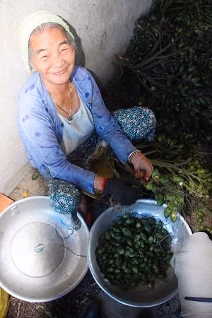 Mỗi ngày lặt cau thuê tại xưởng, bà Nguyễn Thị Mênh (80 tuổi) kiếm được vài chục ngàn, đủ trang trải cuộc sống hằng ngày.Ảnh: D.T