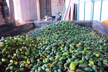 Điều nghịch lý là cau già (có hạt to bên trong) thì không được chuộng và giá cũng rất thấp. Ảnh: D.T