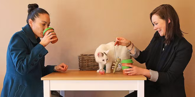 Chủ quán cà phê mèo Các quán café mèo đang là cơn sốt càn quét qua Nhật Bản. Khách hàng khi đến đây vừa được thưởng thức đồ uống, vừa được vuốt ve và chơi đùa cùng những chú mèo. Quả là một xu hướng kinh doanh thú vị để bạn theo đuổi.