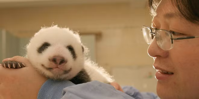 Vú em cho gấu trúc Có rất ít người có cơ hội làm việc như những người trông coi những chú gấu trúc quý giá. Trung tâm bảo vệ và nghiên cứu gấu trúc Tứ Xuyên, Trung Quốc đã kêu gọi các ứng viên chuẩn bị tâm lý để trải qua một năm cùng chia sẻ buồn vui với những chú gấu trúc.