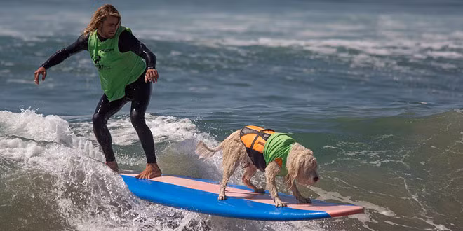 Huấn luyện viên lướt sóng cho chó Nghe có vẻ hài hước nhưng quả thực trên thị trường vẫn tồn tại nhu cầu dạy những chú chó biết lướt sóng. Theo báo cáo nội bộ của Bussiness Insider, bên cạnh những lớp học dạy cho cả chủ và chú chó của mình lướt sóng thì vẫn có những lớp dành riêng cho các chú chó.