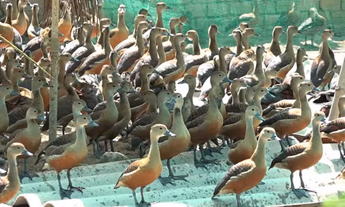 Doc dao: Cho ga ap trung le le nguon goc hoang da, thu tien ty