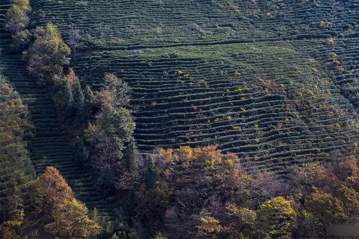 Mùa thu vẫn đương còn ở khu Thần Nông Giá nói trên.