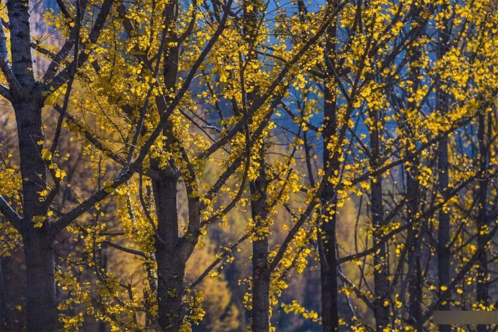 Sắc vàng ở một góc rừng bên trong Thần Nông Giá./.