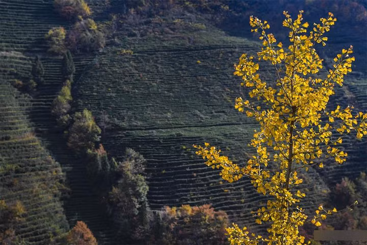 Nơi đây có khoảng 1.300 cá thể khỉ vàng, hiện được chính phủ Trung Quốc bảo vệ nghiêm ngặt.