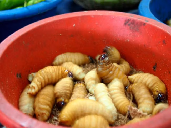 7.Đuông dừa: Đuông dừa là một ấu trùng sống trong thân cây dừa, cau, đủng đỉnh. Chúng sẽ được ăn sống, cảm giác ngọ nguậy, lúc nhúc của đuông dừa trong bát nước mắm cay xè của ớt khiến người ta rùng mình sợ hãi. Tuy nhiên, món ăn này được đánh giá là có vị béo giống như lòng đỏ trứng gà.