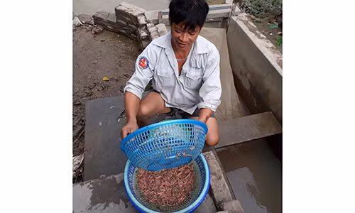 Khong gi bang nuoi ruoi, lai nua ty dong moi nam