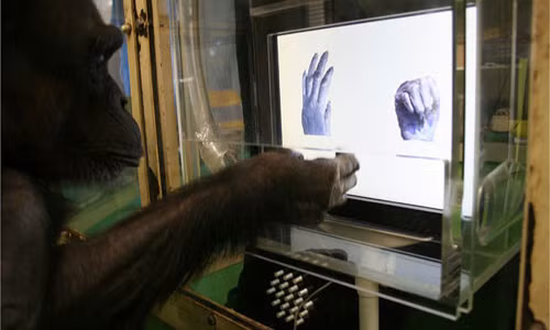 Đây là bằng chứng cho thấy tinh tinh thông minh hơn trẻ 4 tuổi Day la bang chung cho thay tinh tinh thong minh hon tre 4 tuoi