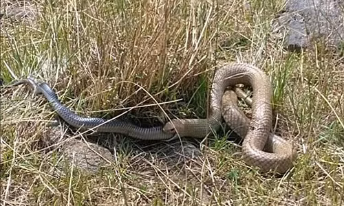 Canh ran nau kich doc nuot dong loai con tho duoi ra mieng