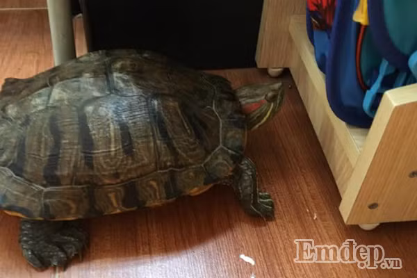 Hy huu rua de trong nha dan sau 2 tuan nuoi tren san thuong-Hinh-2