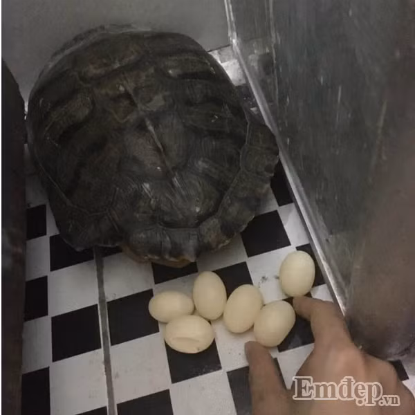 Hy huu rua de trong nha dan sau 2 tuan nuoi tren san thuong