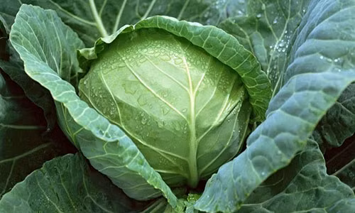 Nhung loai rau cu ban day cho thang 10 nen can trong khi mua