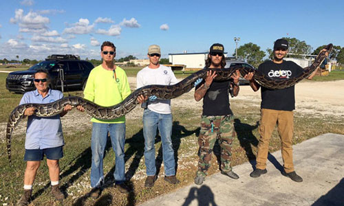 Nếu con trăn không bị bắn chết, sẽ cần tới 3 thợ săn để khống chế nó. Ảnh: ABC News