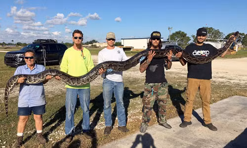 Nếu con trăn không bị bắn chết, sẽ cần tới 3 thợ săn để khống chế nó. Ảnh: ABC News