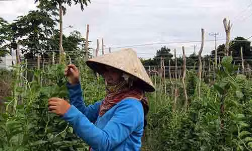 Chuyen la: Trong mong toi lay hot “khong dung hang” de lam giau