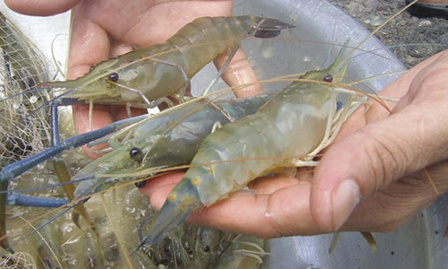 Muốn chọn tôm ngon cần biết mẹo (Ảnh minh họa)