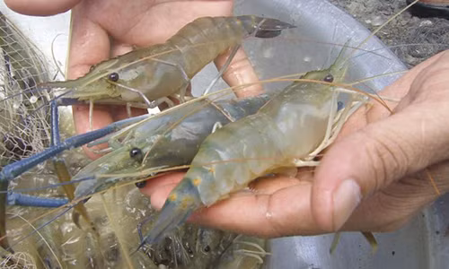 Muốn chọn tôm ngon cần biết mẹo (Ảnh minh họa)