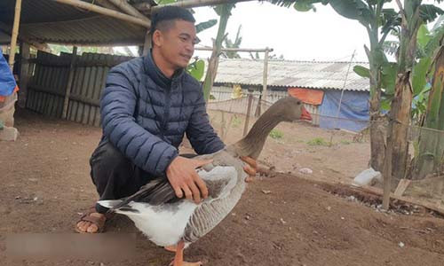 Anh Nguyễn Văn Toản kiểm tra sức khỏe ngỗng trời chuẩn bị bán cho các “thượng đế” ăn tết và biếu Tết.