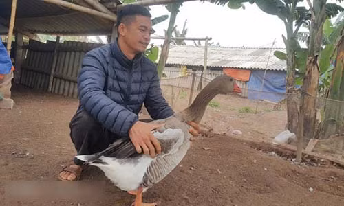 Anh Nguyễn Văn Toản kiểm tra sức khỏe ngỗng trời chuẩn bị bán cho các “thượng đế” ăn tết và biếu Tết.