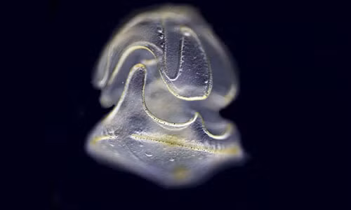 Sap cho phep dung giun san chua benh