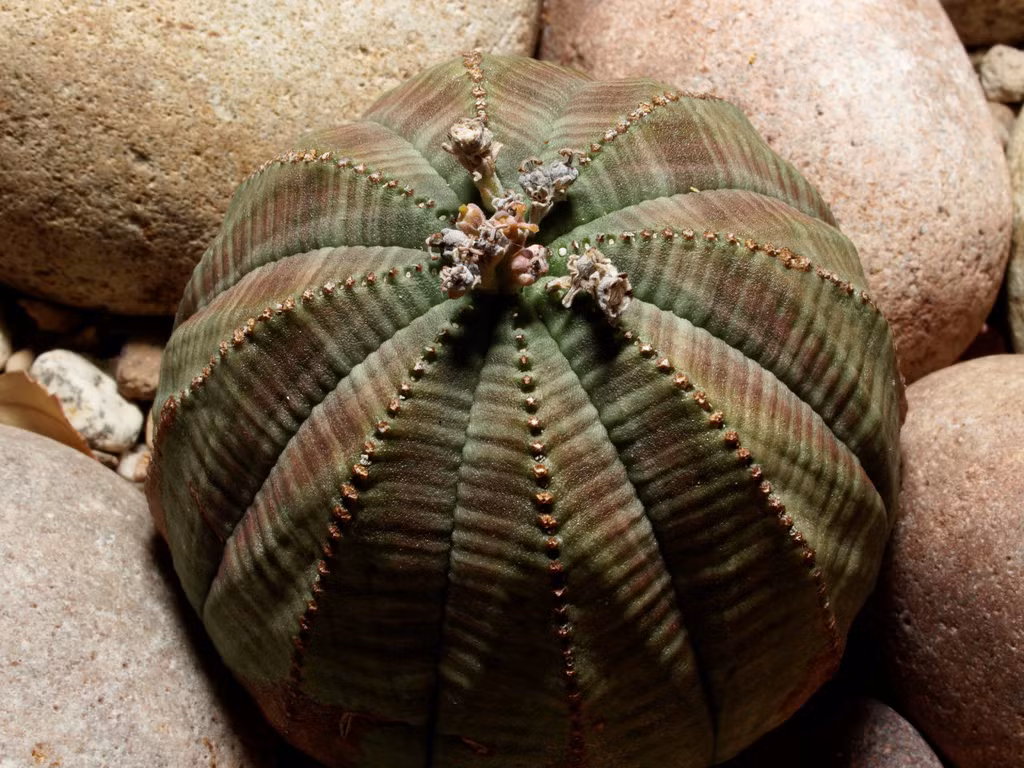 Cây xương rồng bóng chày: Loài cây mọng nước có hình dạng giống một quả bóng chày này có nguồn gốc ở Nam Phi. Chiều cao trung bình của cây là 20 cm. Cây bóng chày được cơ quan bảo tồn động thực vật Nam Phi bảo vệ vì sự quý hiếm. Đây cũng là loài cây độc, có thể gây nên các vấn đề về da. Ảnh: Gene Spesard/Flickr.