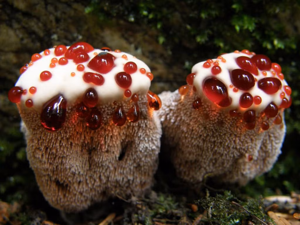 “Nấm răng chảy máu” Hydnellum peckii: Hydnellum peckii là một loại nấm đặc biệt tiết ra một chất dịch màu đỏ như máu trên bề mặt của nó. Hình dạng giống một chiếc răng khiến nó được đặt biệt danh là “nấm răng chảy máu”. Loài nấm kỳ lạ này sống chủ yếu ở Bắc Mỹ và châu Âu. Nấm không độc, có thể ăn được nhưng ít người ăn vì mùi khá khó chịu và vị hăng đắng của dịch màu đỏ. Ảnh: Optimumnaturae.com.