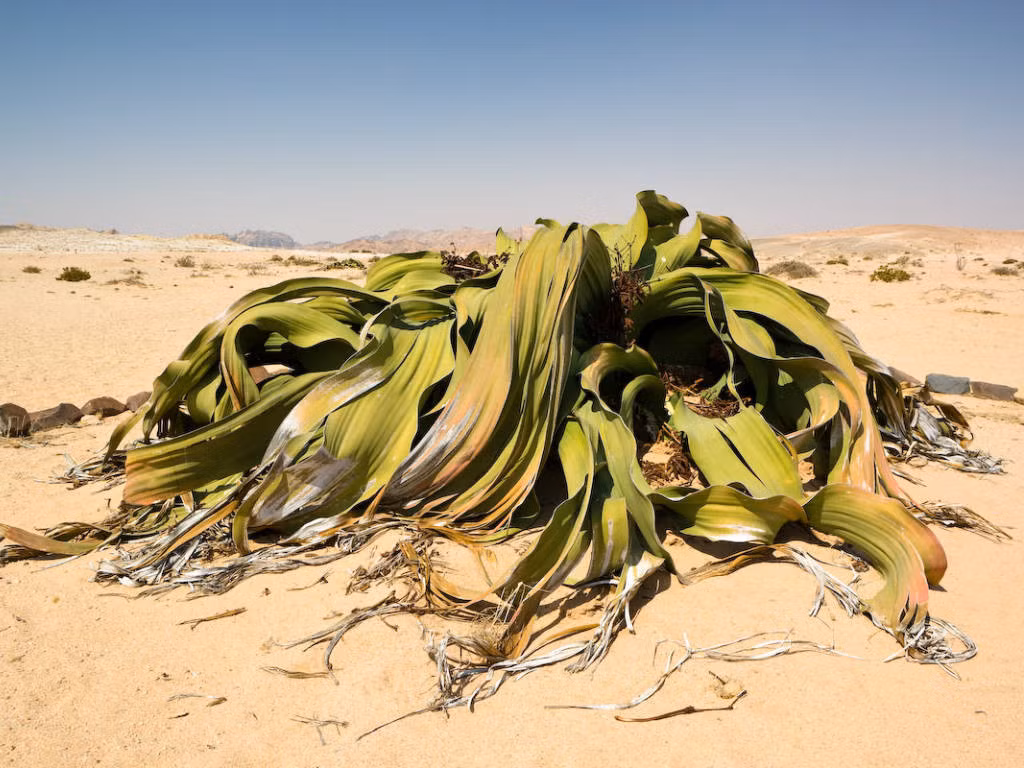 Welwitschia Mirabilis là loại cây duy nhất được tìm thấy trong sa mạc Namibia. Tuổi thọ của cây trông kỳ lạ này ước tính từ 500 đến 1.500 năm. Cây có thể sống sót trong điều kiện thời tiết khắc nghiệt nóng bức của vùng sa mạc. Điều thú vị nhất về Welwitschia là chỉ có hai lá phát triển liên tục trong hàng nghìn năm. Ảnh: World of Succulents/Pinterest.
