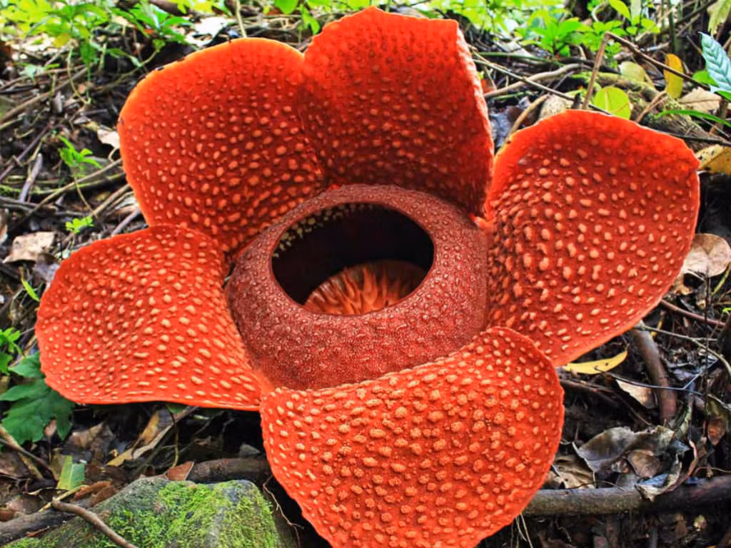 Hoa xác thối Rafflesia Arnoldii: Đây là hoa lớn nhất trên thế giới. Giống như hoa Corpse, Rafflesia Arnoldii được tìm thấy trong rừng rậm của Sumatra, Indonesia. Mùi xác thối của hoa này cũng khiến người xem phải nhăn mặt, bịt mũi khi đến gần. Rafflesia arnoldii là cây lưỡng tính, có cả cơ quan sinh sản đực và cái. Ảnh: Worldoffloweringplants.com.