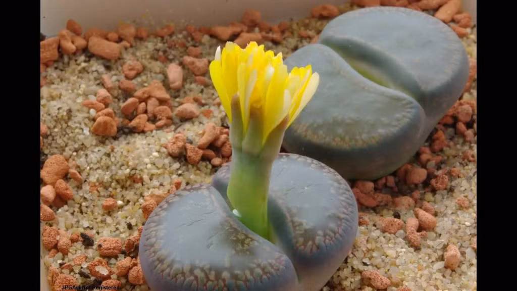 Welwitschia Mirabilis là loại cây duy nhất được tìm thấy trong sa mạc Namibia. Tuổi thọ của cây trông kỳ lạ này ước tính từ 500 đến 1.500 năm. Cây có thể sống sót trong điều kiện thời tiết khắc nghiệt nóng bức của vùng sa mạc. Điều thú vị nhất về Welwitschia là chỉ có hai lá phát triển liên tục trong hàng nghìn năm. Ảnh: World of Succulents/Pinterest.