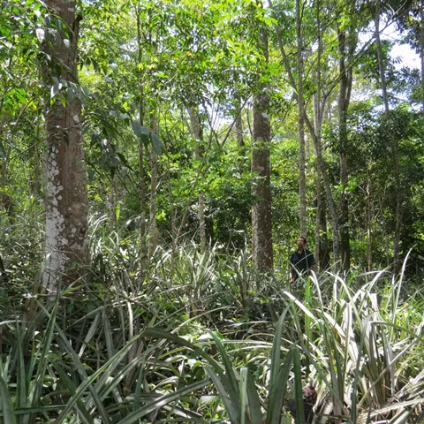 Lac vao khu rung nguyen sinh toan go quy o Quang Binh-Hinh-2