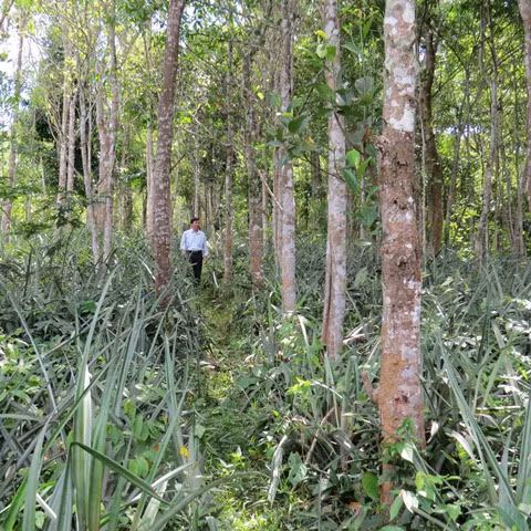 Lac vao khu rung nguyen sinh toan go quy o Quang Binh