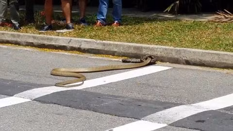 Con rắn có kích thước to lớn hơn và có lợi thế là sở hữu chất kịch độc, nhưng nó đã không làm gì được đối thủ nhỏ bé tưởng chừng yếu thế hơn.
